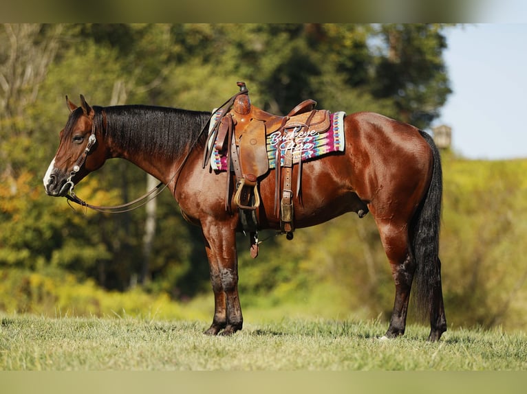 American Quarter Horse Gelding 6 years 14,2 hh Bay in Millersburg