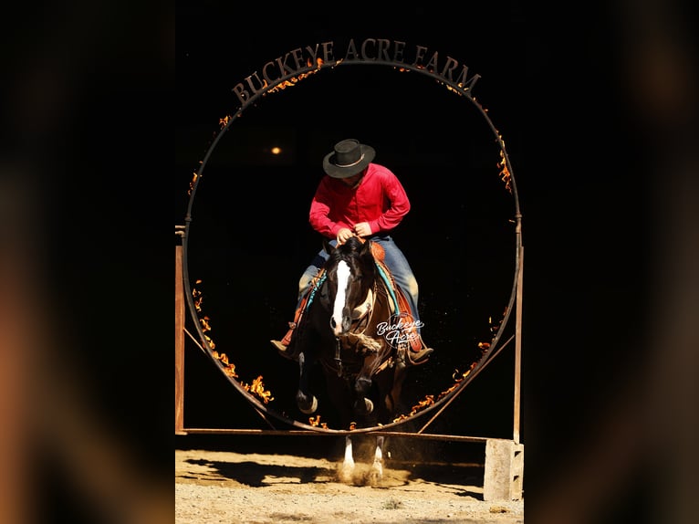 American Quarter Horse Gelding 6 years 14,2 hh Black in Millersburg