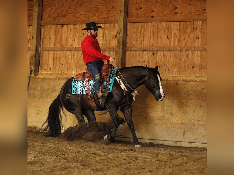American Quarter Horse Gelding 6 years 14,2 hh Black in Millersburg