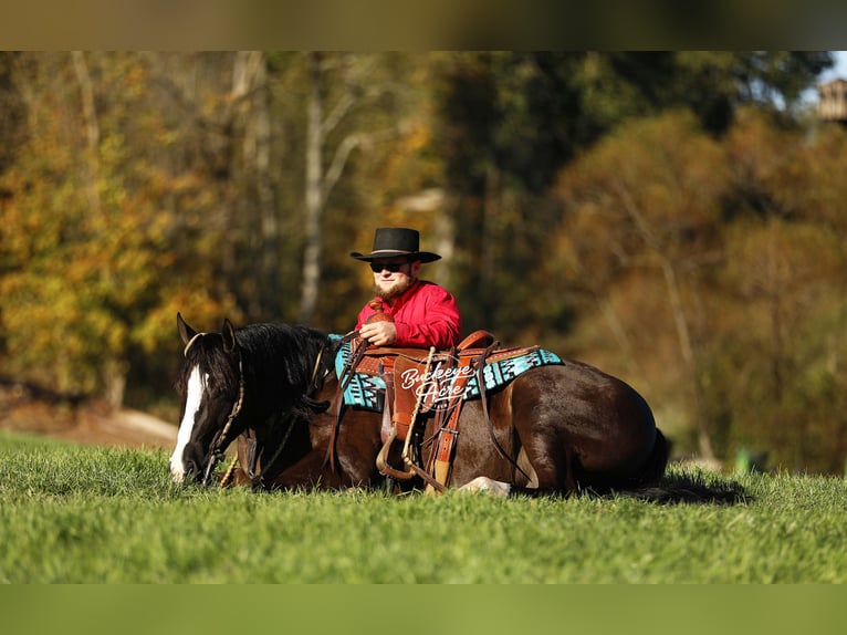 American Quarter Horse Gelding 6 years 14,2 hh Black in Millersburg