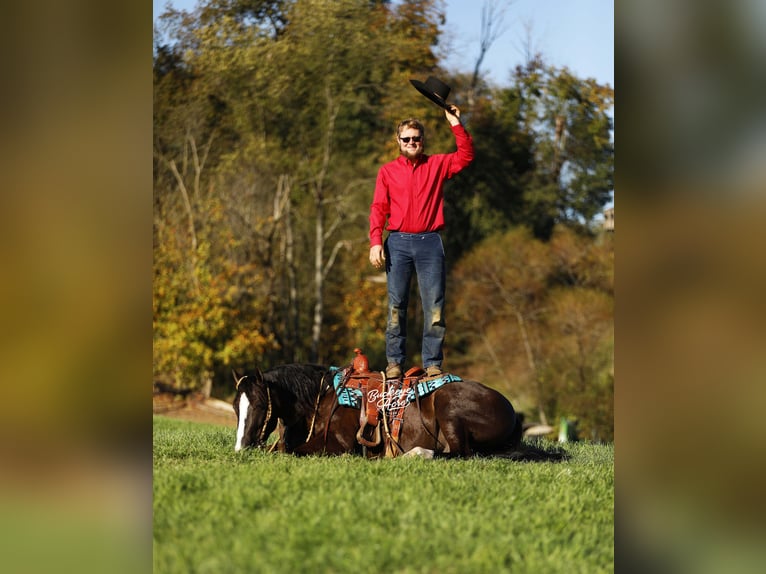 American Quarter Horse Gelding 6 years 14,2 hh Black in Millersburg