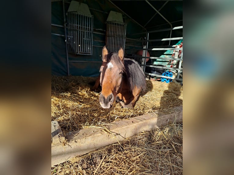 American Quarter Horse Mix Gelding 6 years 14,2 hh Brown in Deisenhausen