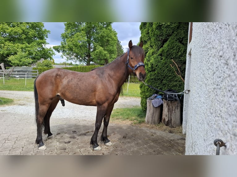 American Quarter Horse Mix Gelding 6 years 14,2 hh Brown in Deisenhausen