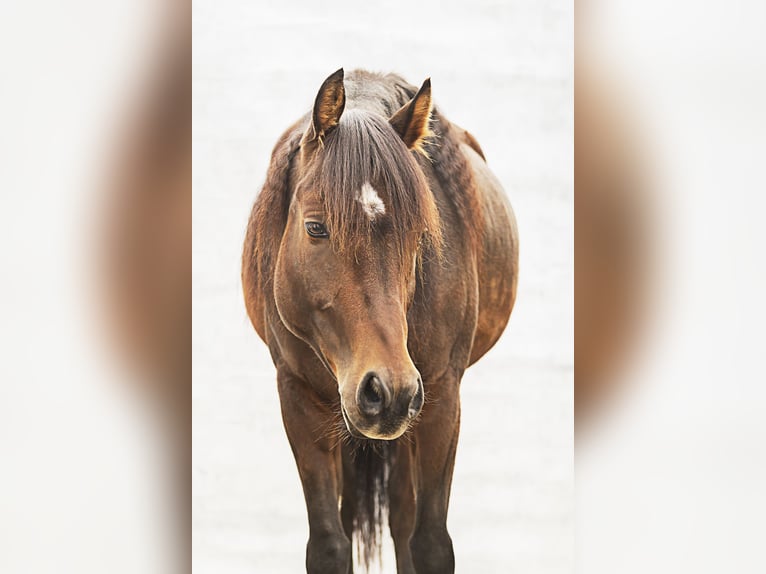 American Quarter Horse Mix Gelding 6 years 14,2 hh Brown in Deisenhausen