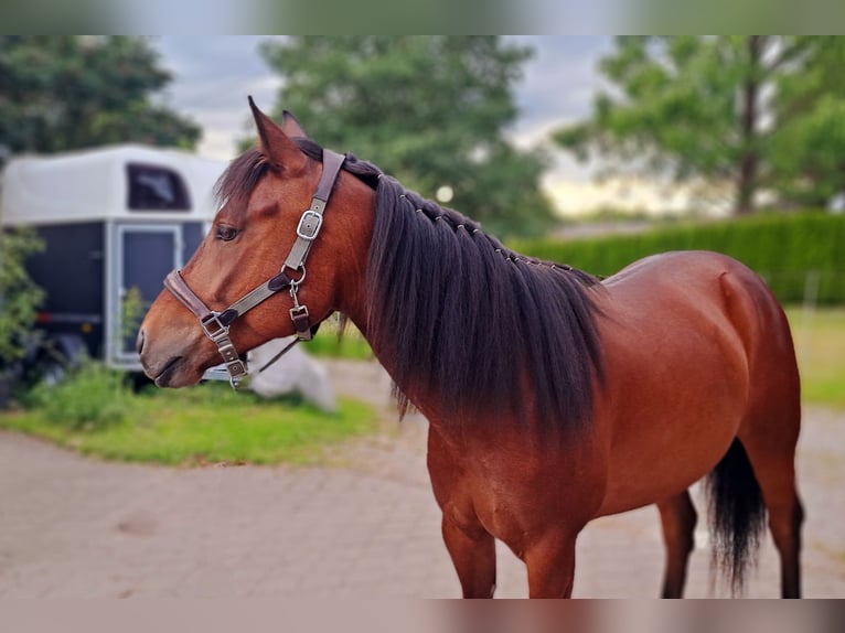 American Quarter Horse Mix Gelding 6 years 14,2 hh Brown in Deisenhausen