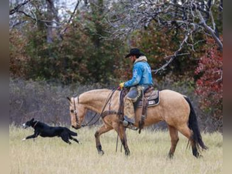 American Quarter Horse Gelding 6 years 14,2 hh Buckskin in Ranger