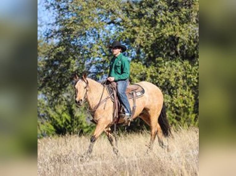 American Quarter Horse Gelding 6 years 14,2 hh Buckskin in Ranger