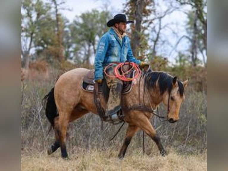 American Quarter Horse Gelding 6 years 14,2 hh Buckskin in Ranger