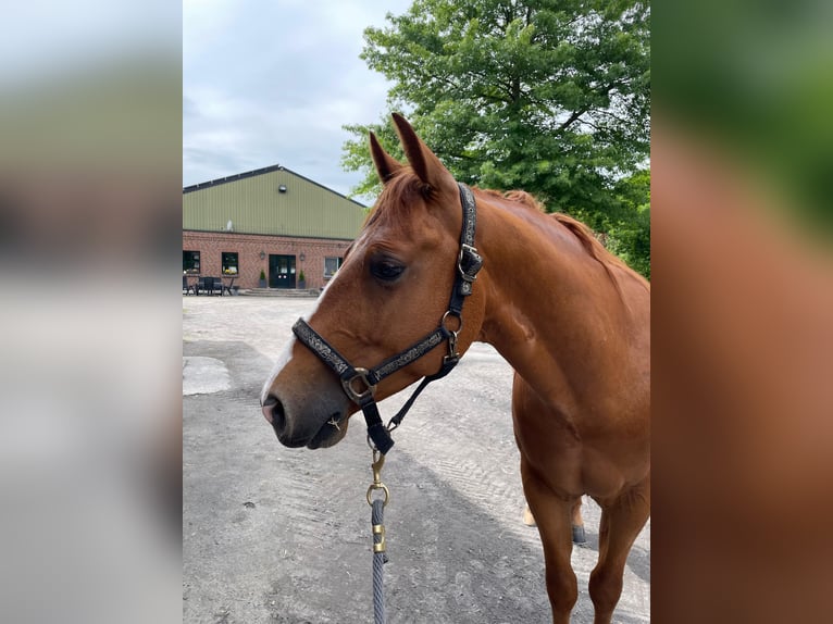 American Quarter Horse Gelding 6 years 14,2 hh Chestnut-Red in Bottrop