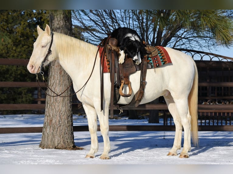 American Quarter Horse Gelding 6 years 14,2 hh Cremello in Sulphur Springs