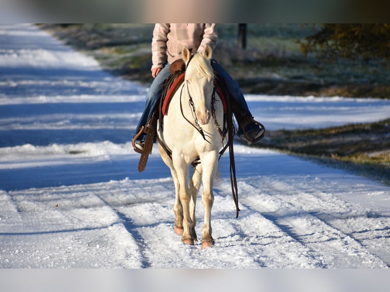 American Quarter Horse Gelding 6 years 14,2 hh Cremello in Sulphur Springs