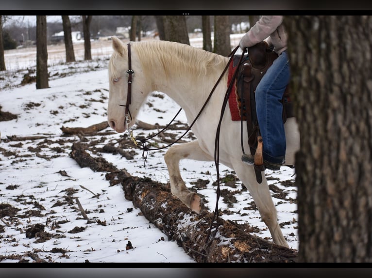 American Quarter Horse Gelding 6 years 14,2 hh Cremello in Sulphur Springs