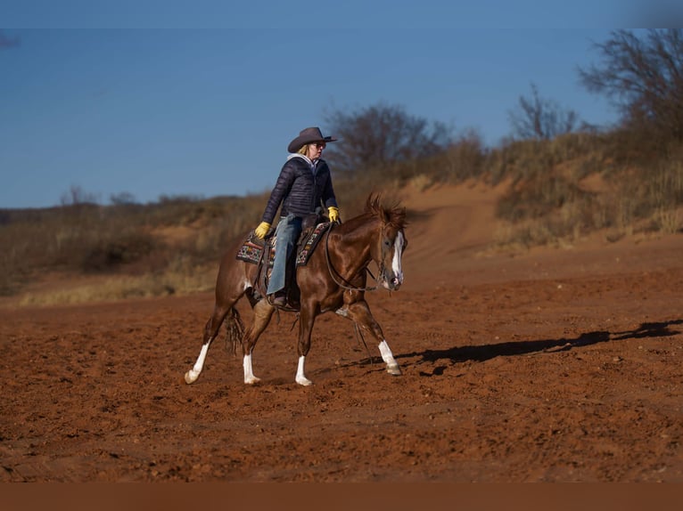 American Quarter Horse Gelding 6 years 14,2 hh Sorrel in Canyon