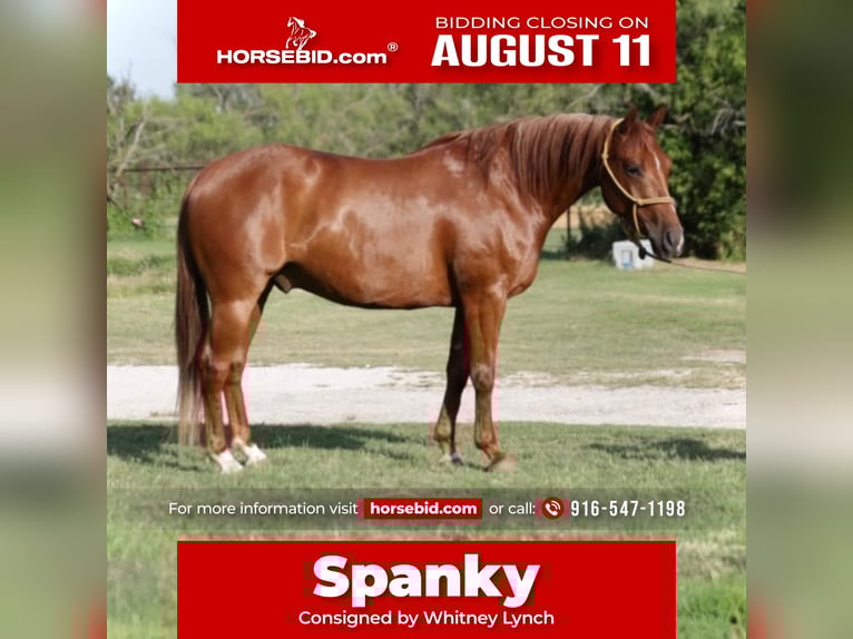 American Quarter Horse Gelding 6 years 14,2 hh Sorrel in Graham, TX