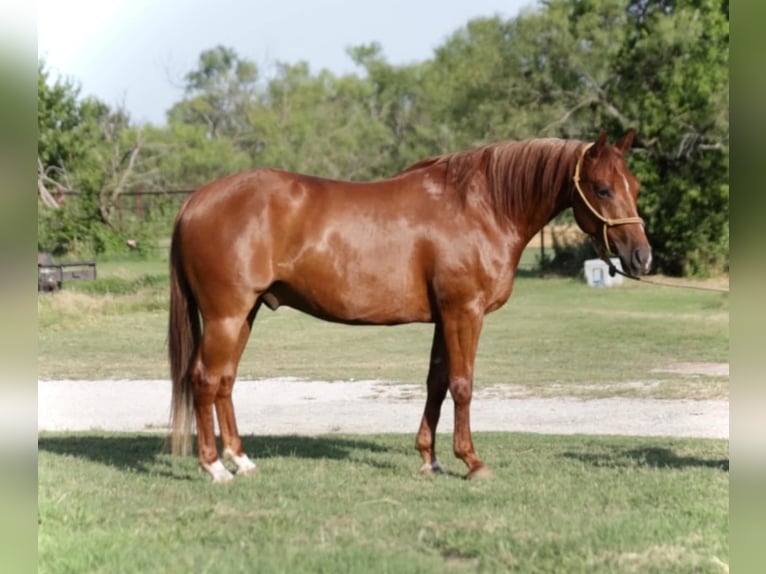 American Quarter Horse Gelding 6 years 14,2 hh Sorrel in Graham, TX