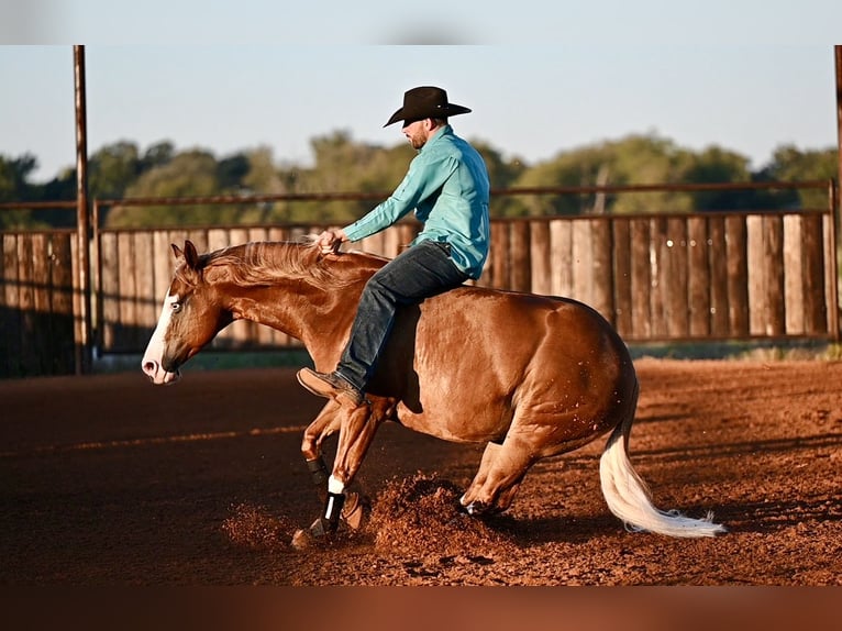 American Quarter Horse Mix Gelding 6 years 14,2 hh Sorrel in Waco