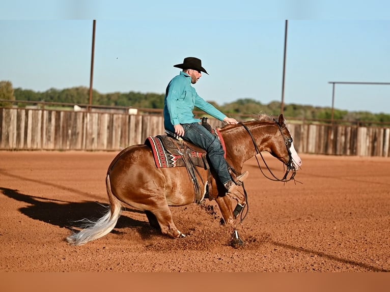 American Quarter Horse Mix Gelding 6 years 14,2 hh Sorrel in Waco