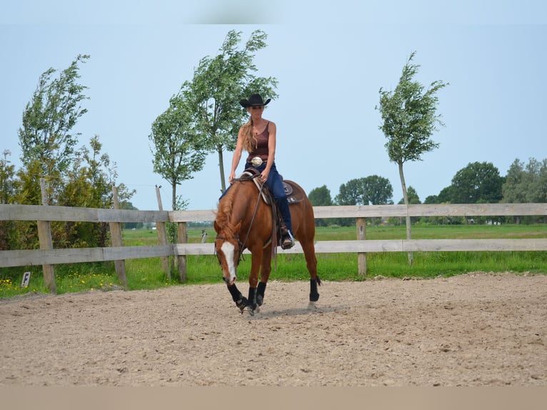 American Quarter Horse Gelding 6 years 14,2 hh Sorrel in Sneek American Quarter Horse Gelding 6 years 14,2 hh Sorrel in Sneek