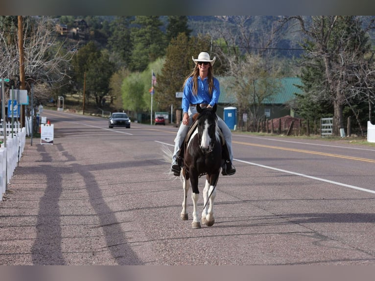 American Quarter Horse Gelding 6 years 14,2 hh Tobiano-all-colors in Cottonwood AZ