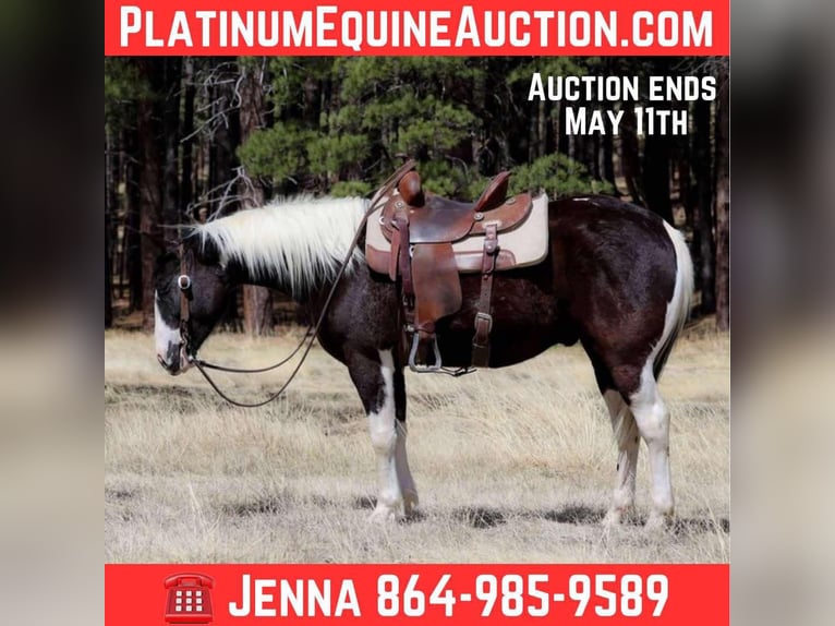 American Quarter Horse Gelding 6 years 14,2 hh Tobiano-all-colors in Cottonwood AZ