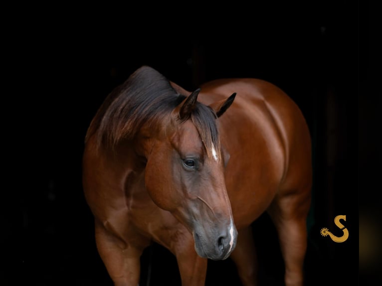 American Quarter Horse Gelding 6 years 14,3 hh Bay in Bogard