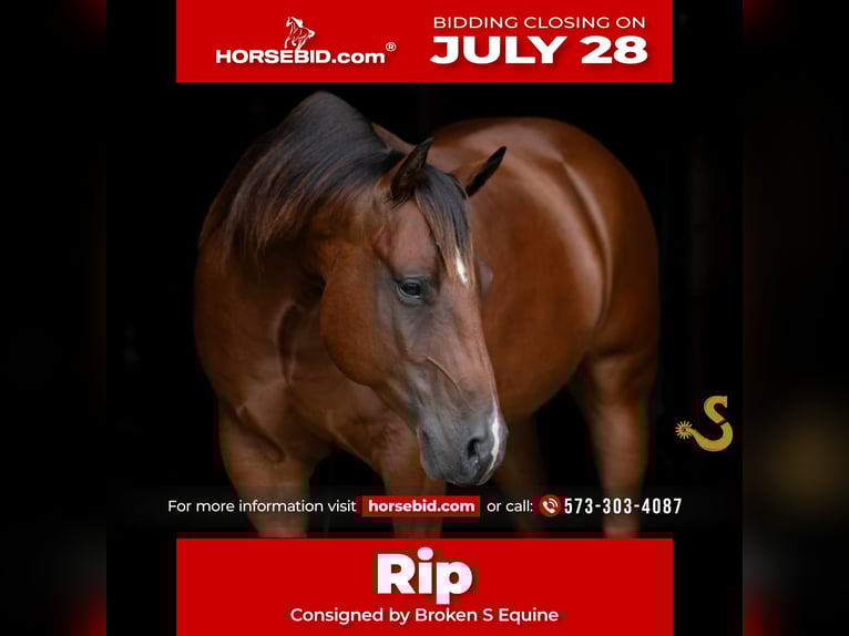 American Quarter Horse Gelding 6 years 14,3 hh Bay in Bogard