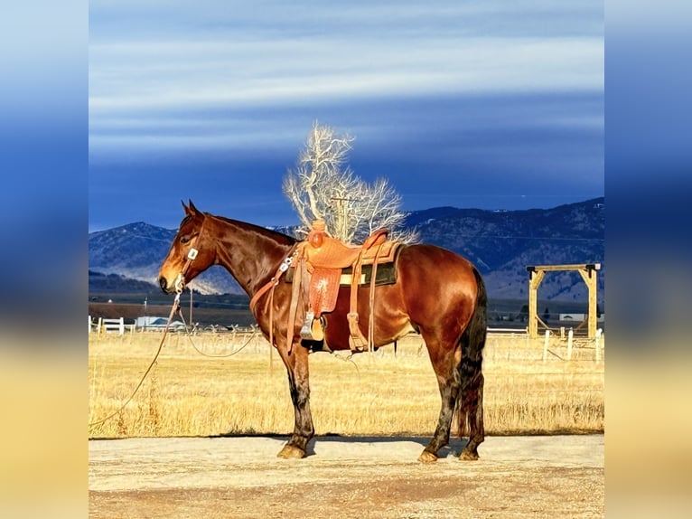 American Quarter Horse Gelding 6 years 14,3 hh Bay in Drummond