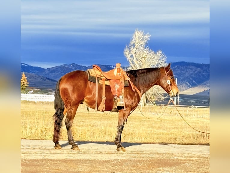 American Quarter Horse Gelding 6 years 14,3 hh Bay in Drummond