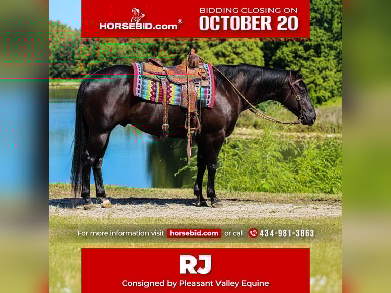 American Quarter Horse Gelding 6 years 14,3 hh Black in Robards