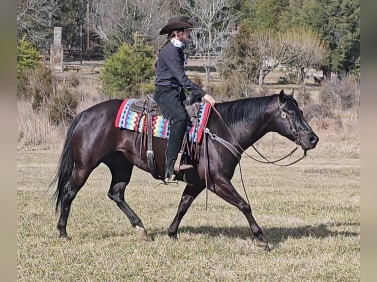 American Quarter Horse Gelding 6 years 14,3 hh Black in Robards