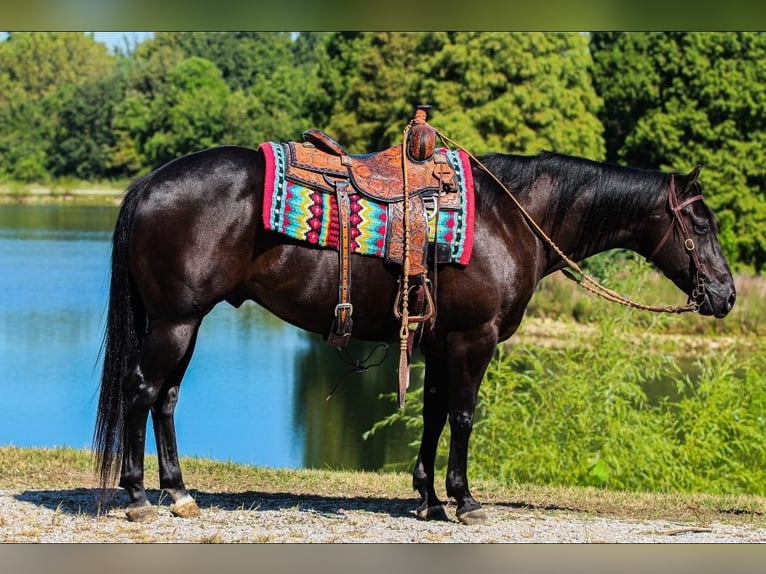 American Quarter Horse Gelding 6 years 14,3 hh Black in Robards