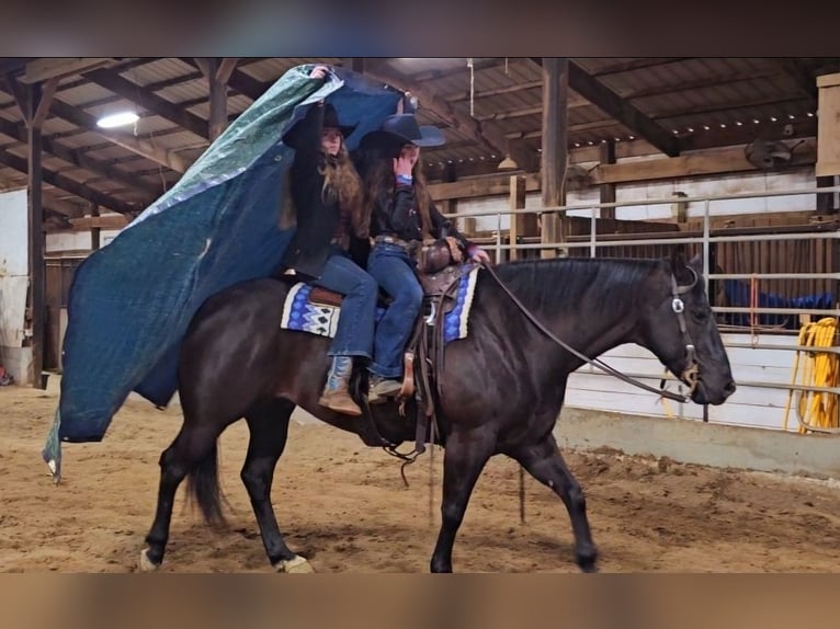 American Quarter Horse Gelding 6 years 14,3 hh Black in Robards