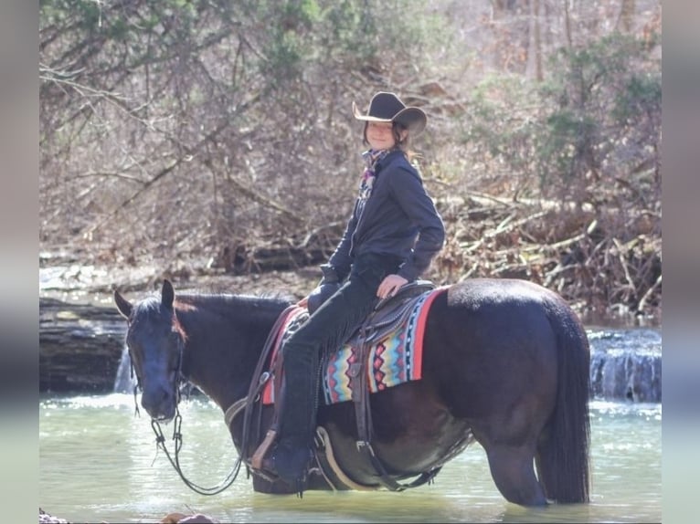 American Quarter Horse Gelding 6 years 14,3 hh Black in Robards