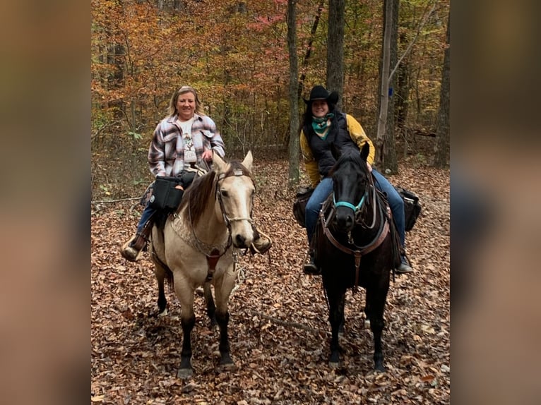 American Quarter Horse Gelding 6 years 14,3 hh Black in Robards