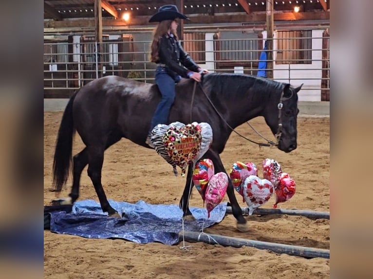 American Quarter Horse Gelding 6 years 14,3 hh Black in Robards