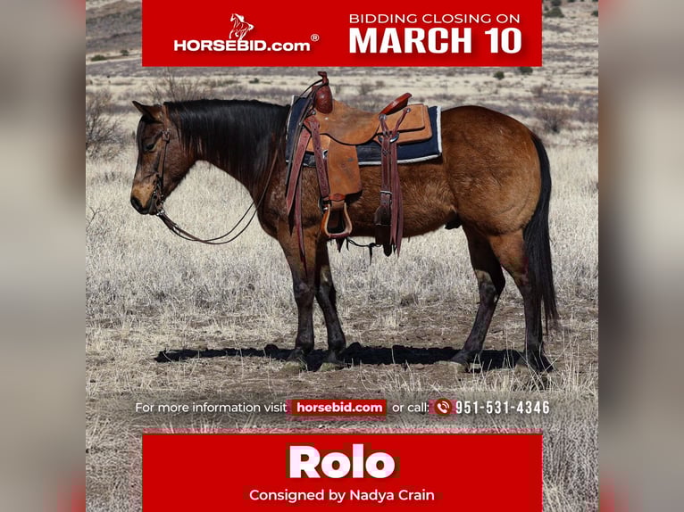 American Quarter Horse Gelding 6 years 14,3 hh Buckskin in Camp Verde, AZ