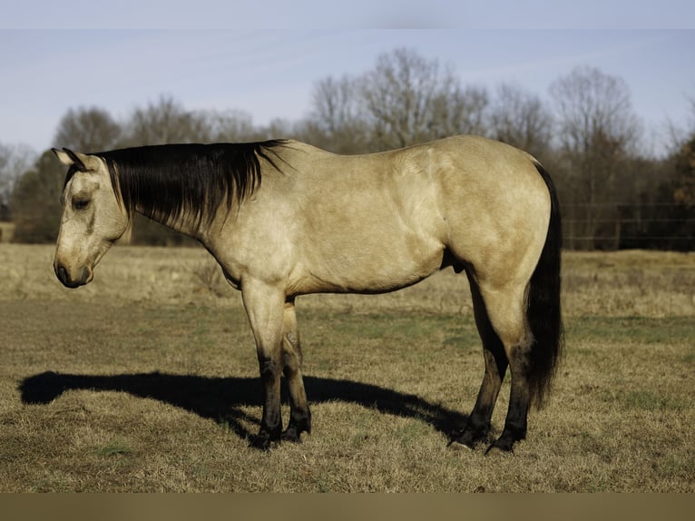 American Quarter Horse Gelding 6 years 14,3 hh Buckskin in Quitman