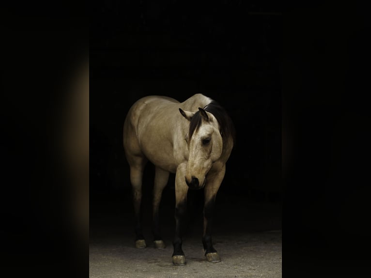 American Quarter Horse Gelding 6 years 14,3 hh Buckskin in Quitman