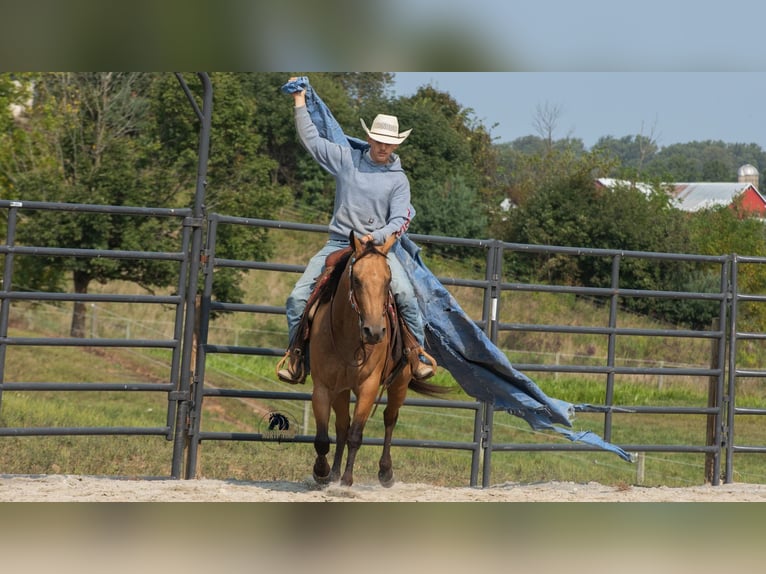 American Quarter Horse Gelding 6 years 14,3 hh Buckskin in Fredericksburg