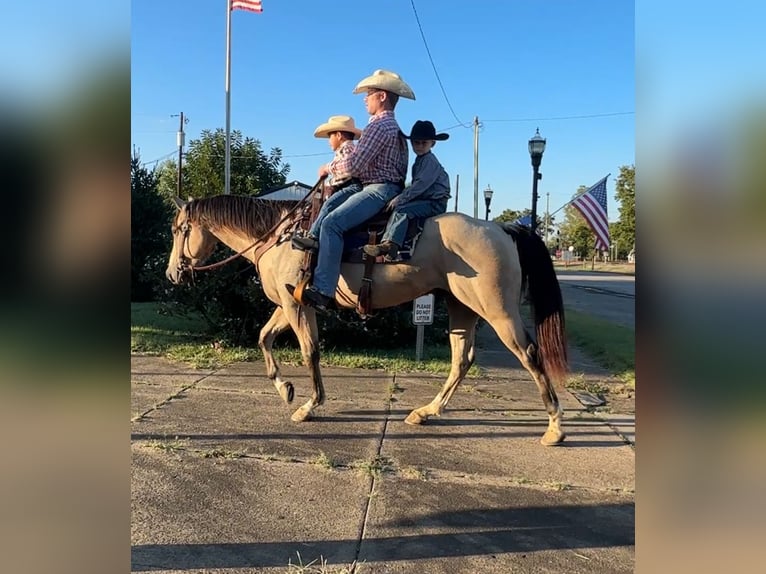 American Quarter Horse Gelding 6 years 14,3 hh Buckskin in Henderson