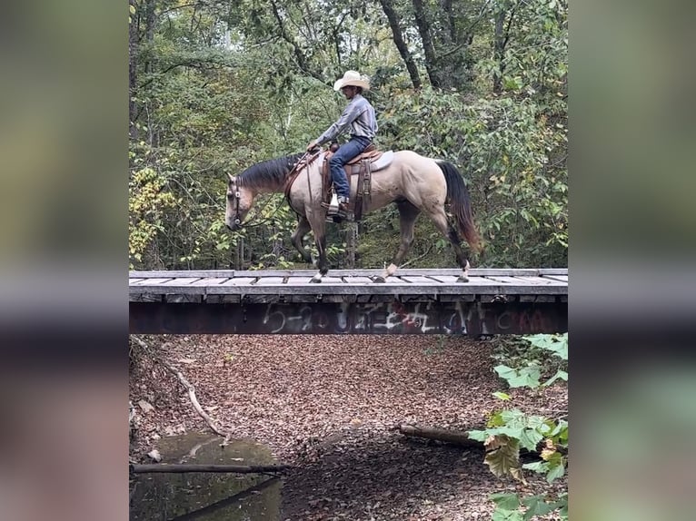 American Quarter Horse Gelding 6 years 14,3 hh Buckskin in Henderson