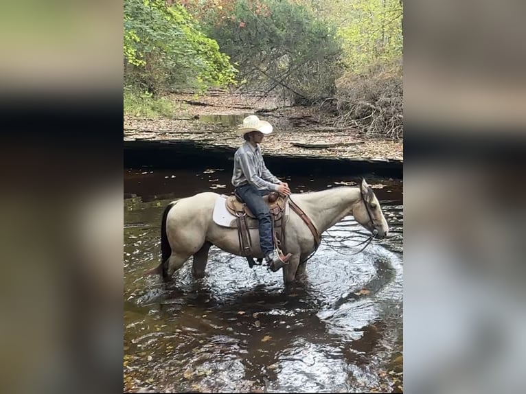 American Quarter Horse Gelding 6 years 14,3 hh Buckskin in Henderson
