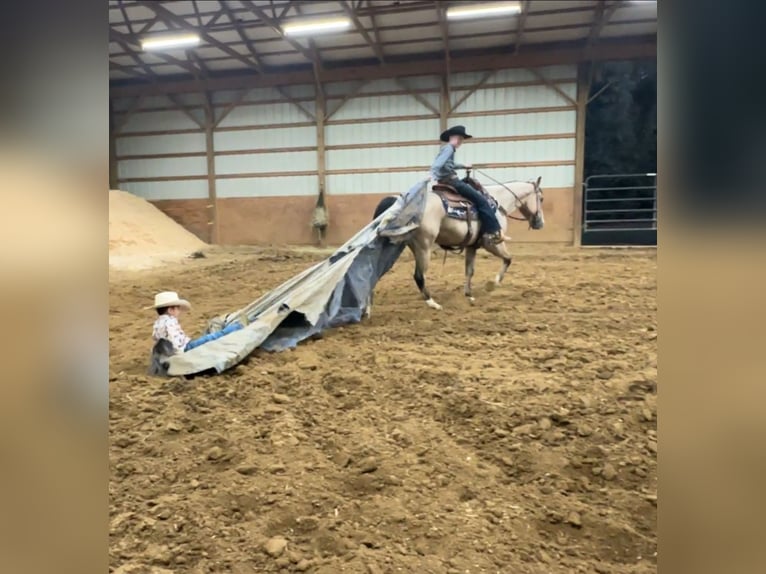 American Quarter Horse Gelding 6 years 14,3 hh Buckskin in Henderson