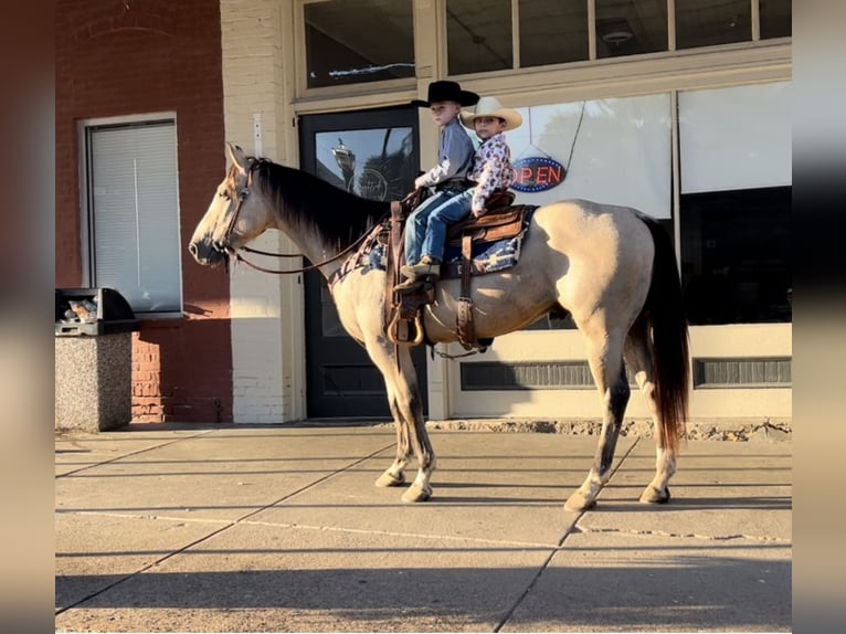 American Quarter Horse Gelding 6 years 14,3 hh Buckskin in Henderson