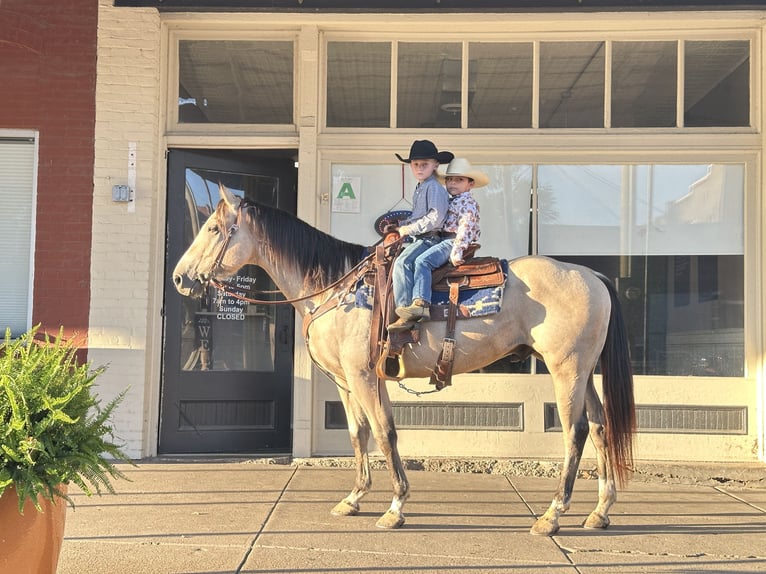 American Quarter Horse Gelding 6 years 14,3 hh Buckskin in Henderson