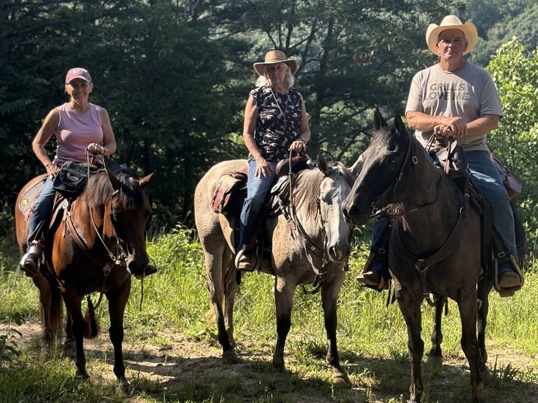 American Quarter Horse Gelding 6 years 14,3 hh Buckskin in Henderson