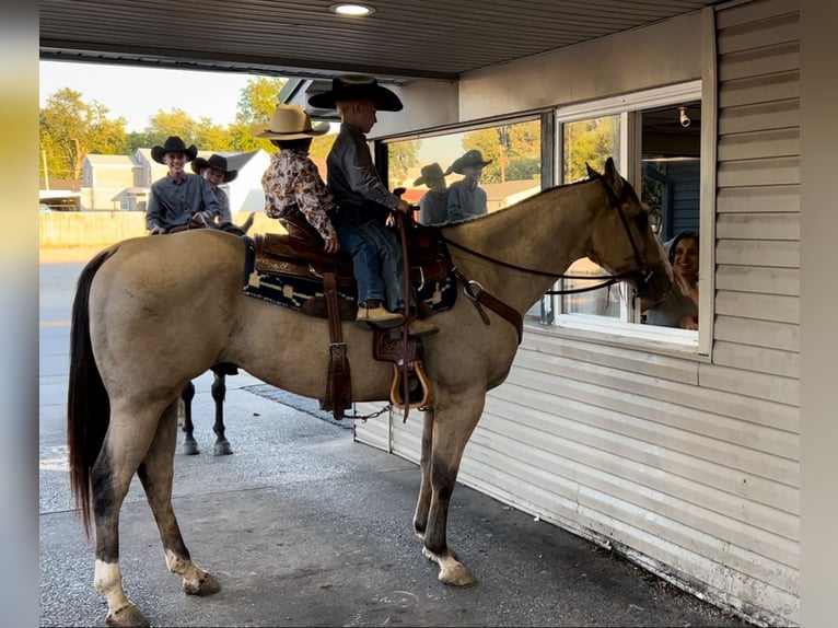 American Quarter Horse Gelding 6 years 14,3 hh Buckskin in Henderson