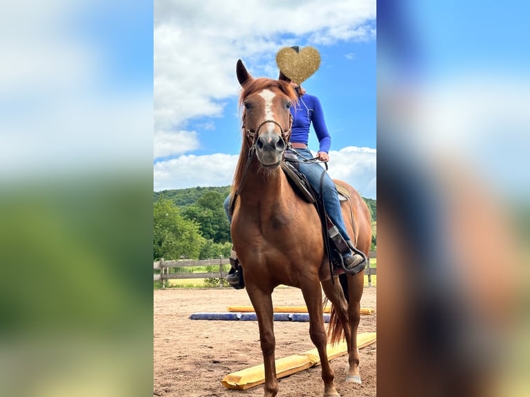 American Quarter Horse Gelding 6 years 14,3 hh Chestnut in Mannebach