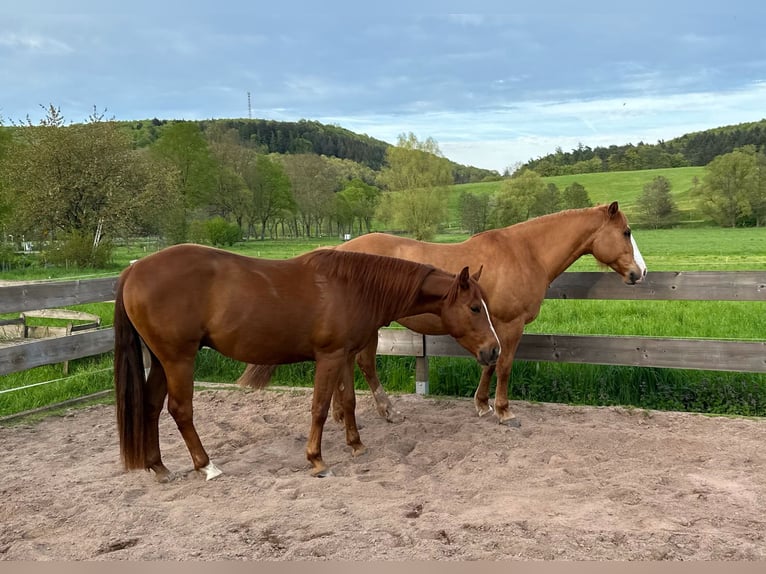 American Quarter Horse Gelding 6 years 14,3 hh Chestnut in Mannebach