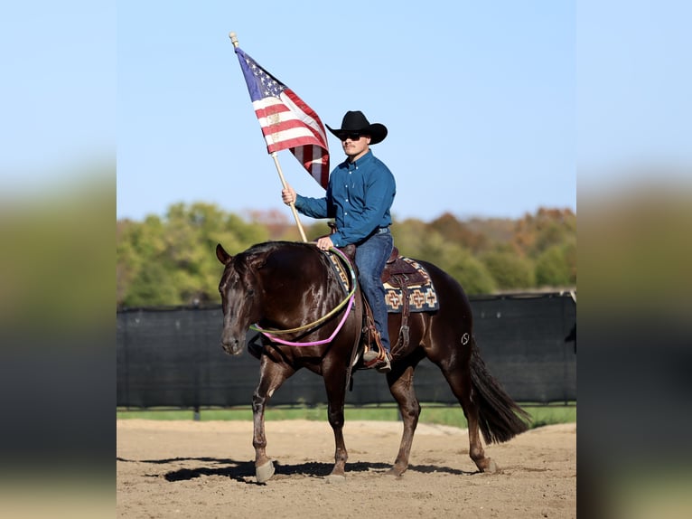 American Quarter Horse Gelding 6 years 14,3 hh Chestnut in Buffalo